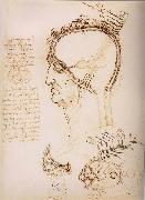 Anatomical study of the brain and the scalp LEONARDO da Vinci
